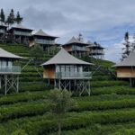 Yunnan Coffee emEstate Turns Discarded Grounds Into Valuable Resource